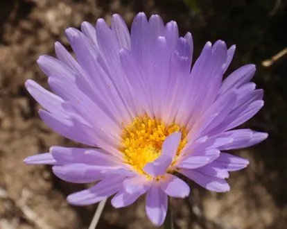 Mojave Aster, © Tom Hilton | Flickr.com, https://www.flickr.com/photos/tomhilton/6926535866/