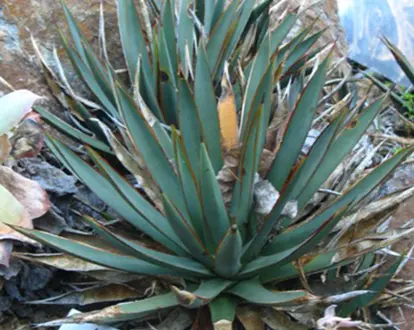 Arizonica Domestic Agave, © Juan Ignacio 1976 | Flickr.com, https://www.flickr.com/photos/62778356@N06/5963651112/
