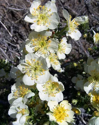 Cliffrose, © Park Ranger | Flickr.com, https://www.flickr.com/photos/petrifiedforestranger/4119577363/