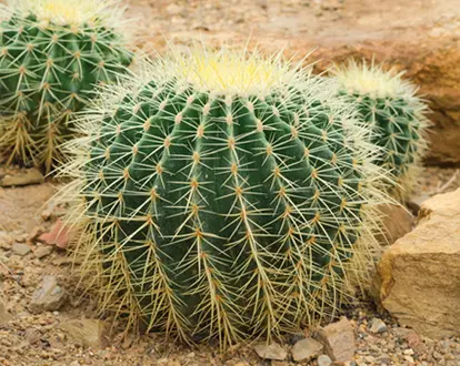 Golden Barrel Cactus
