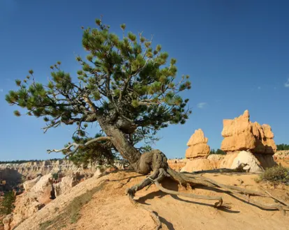 Pinyon Pine