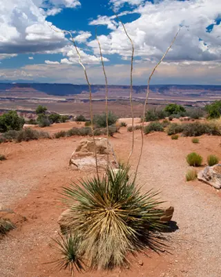 Desert Plant