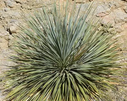 yucca rocky environment