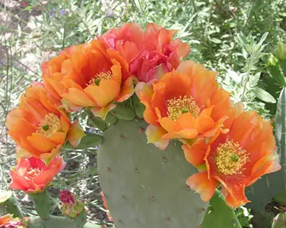 opuntia blossoms
