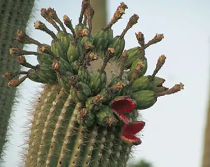 Saguaro Cactus Fruit