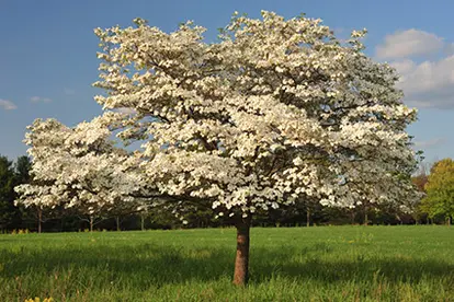 Dogwood Tree