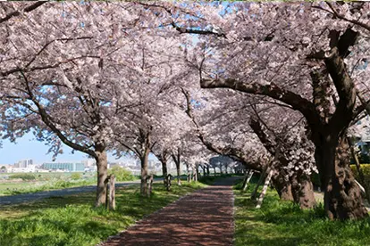 Cherry Blossom Tree