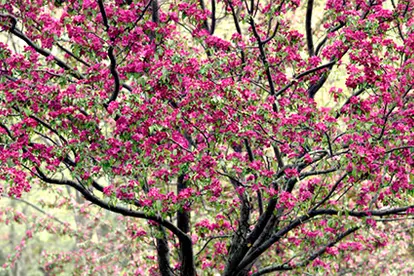Crab Apple Tree