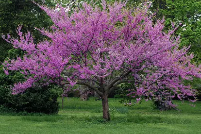 Eastern Redbud Tree