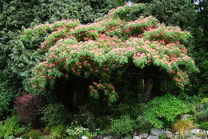 Mimosa Tree,  ©  Wendy Cutler | Flickr.com,  https://www.flickr.com/photos/wlcutler/4910543337/