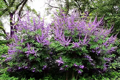 Chaste Tree,  ©  Kristine Paulus | Flickr.com,  https://www.flickr.com/photos/kpaulus/14507088909