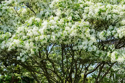 Chinese Fringe Tree