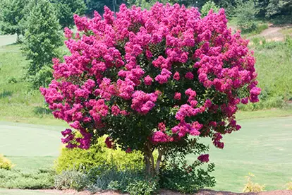 Crepe Myrtle Tree
