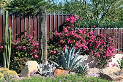 Desert landscape design