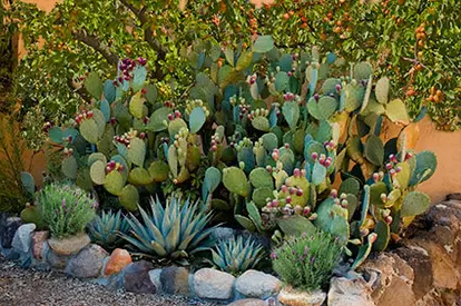 Desert garden with cactus and apricot tree