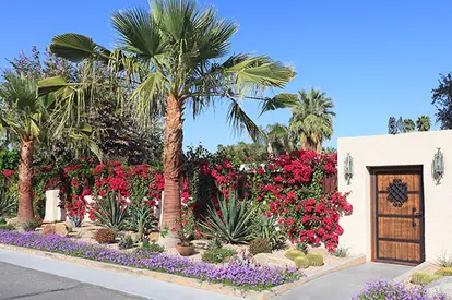 Desert landscaping