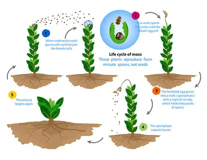 Life cycle of moss