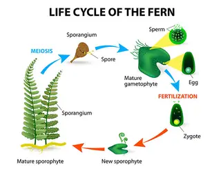 Reproduction Methods of Non-Flowering Plants: A Comprehensive Guide