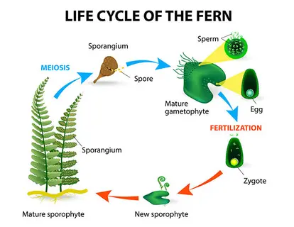 Life cycle of the fern