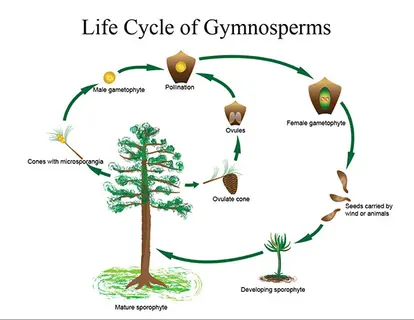 Life cycle of gymnosperms
