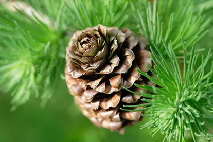 Closeup of pinecone