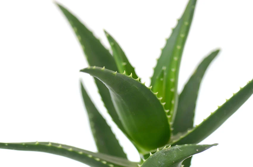 Aloe Vera Plant