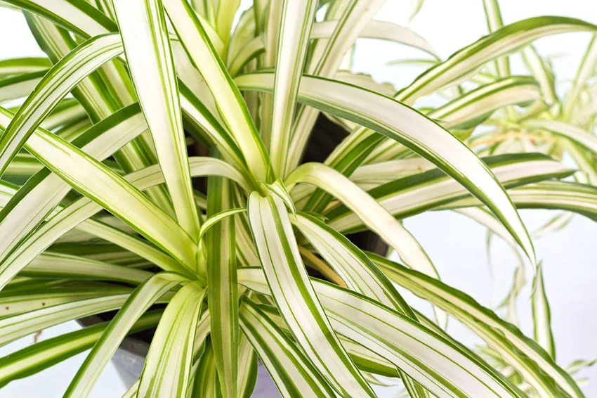 Spider plant