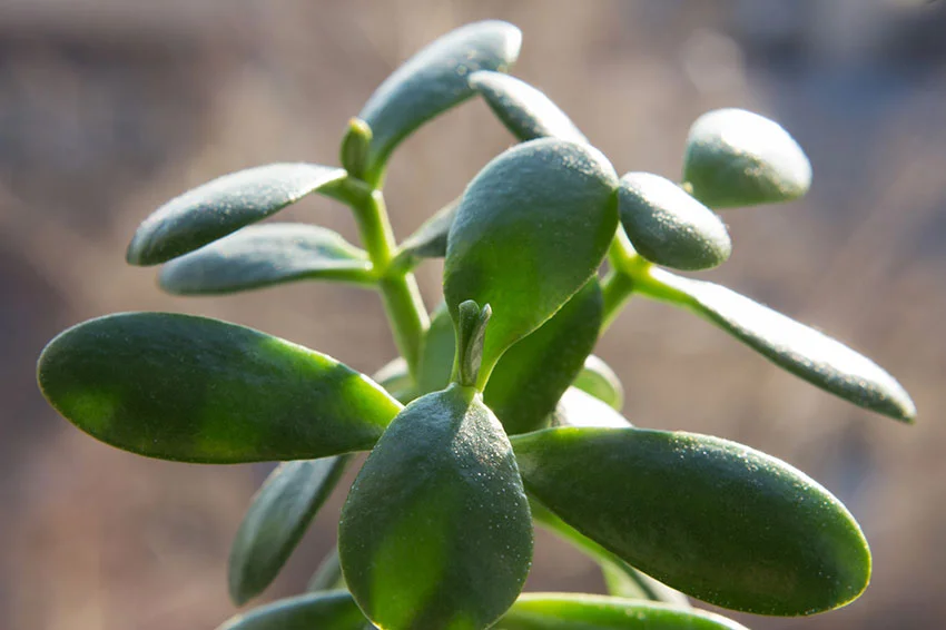 Jade Plant