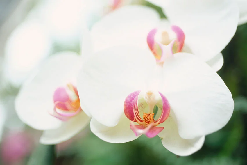 Close-up of Phalaenopsis