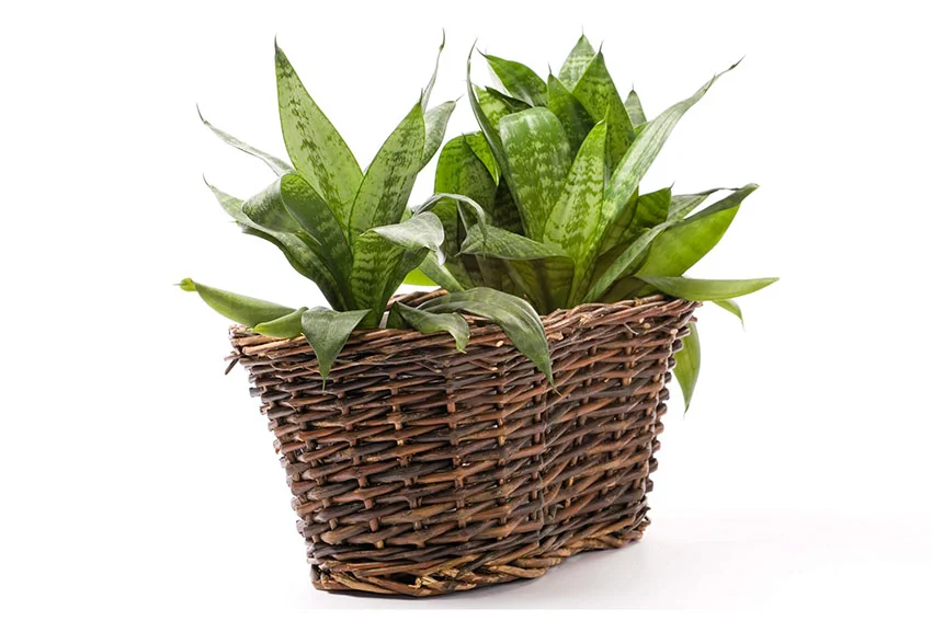 Sansevieria house plant