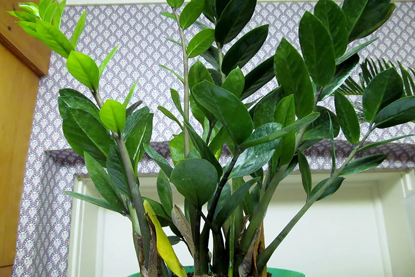 zz plant