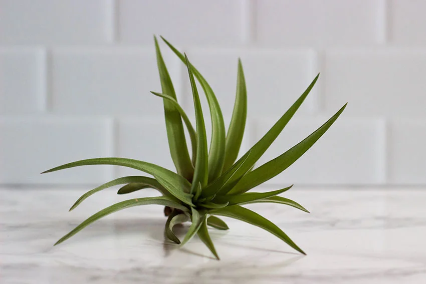 Air Plant