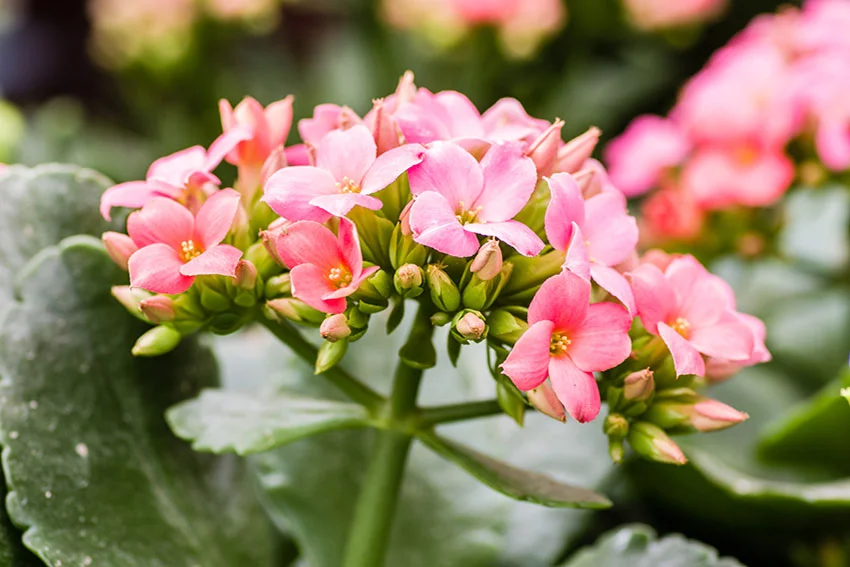 Pink Kalanchoe flowers on stem