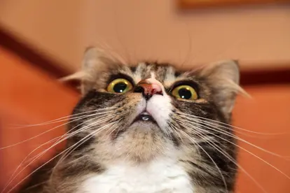 Cat looking surprised
