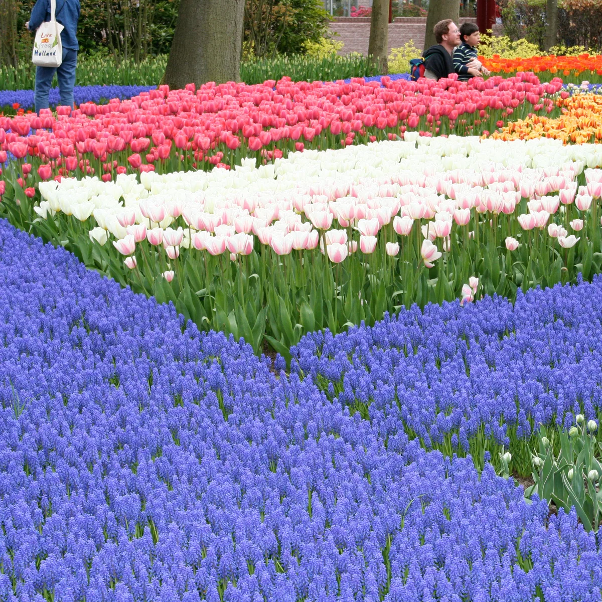 blue flowers in the garden