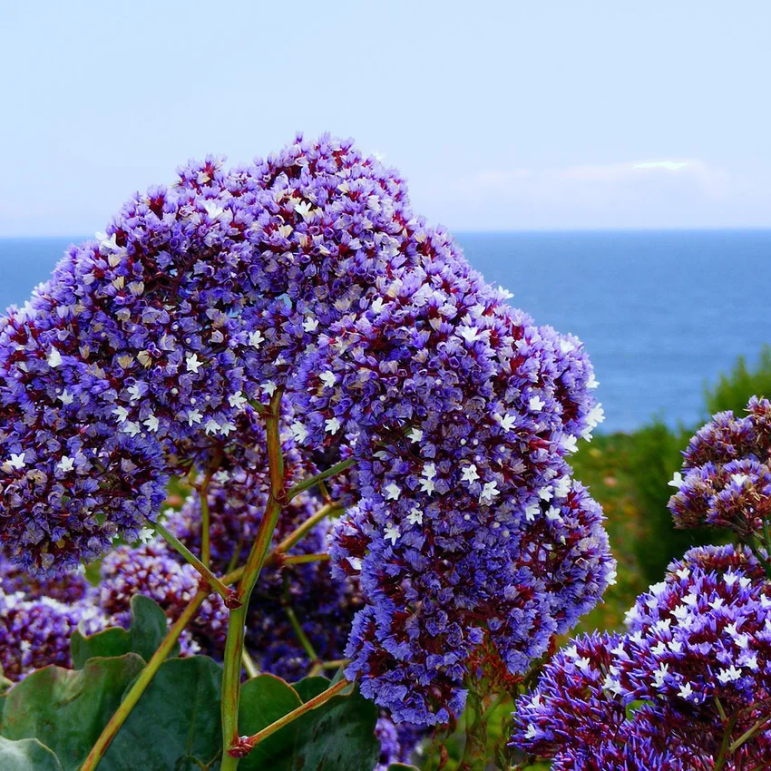 Sea Lavender