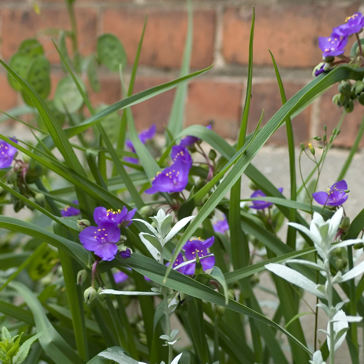 Spiderwort