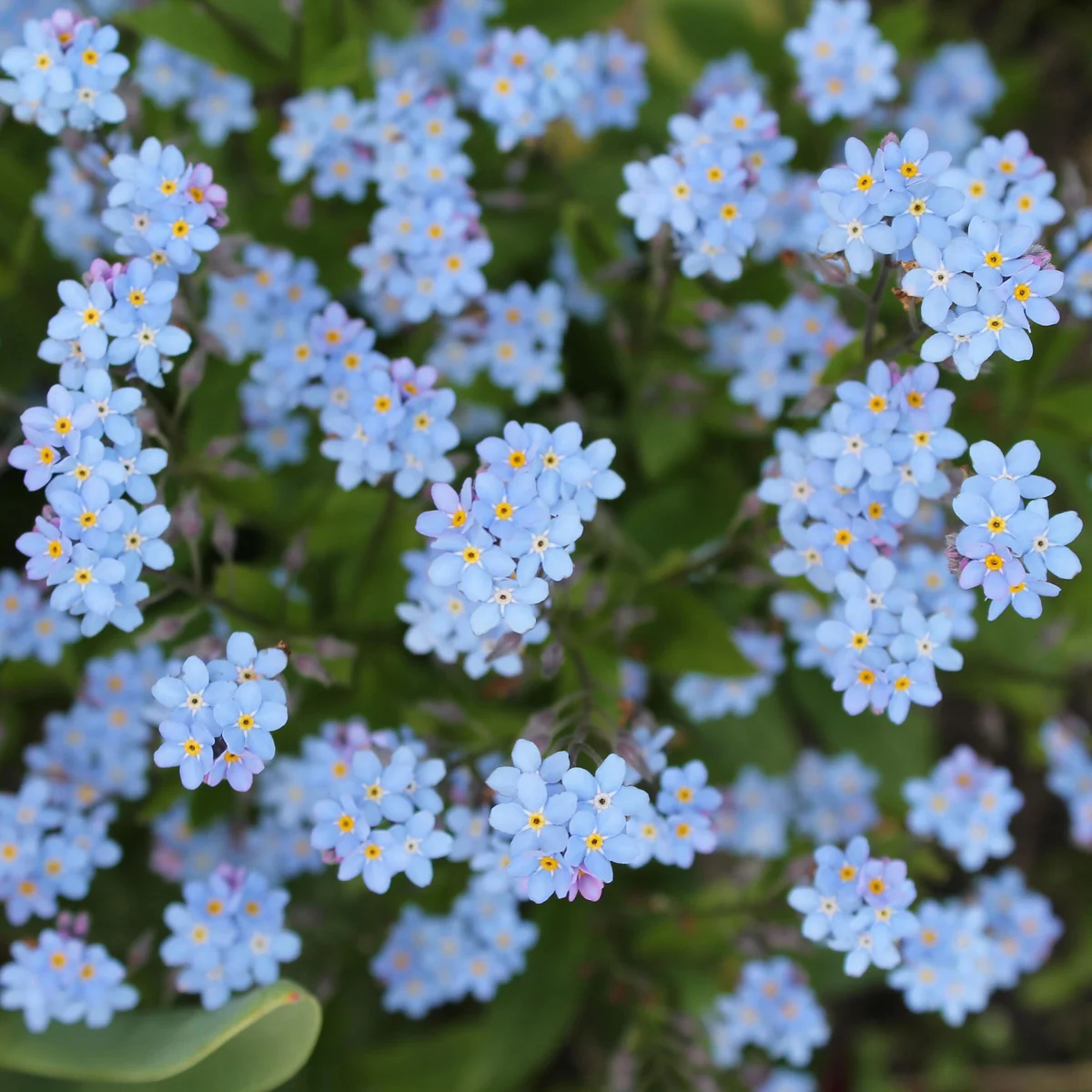 Forget-me-not