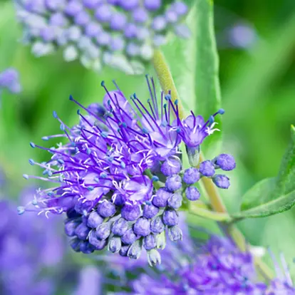 Blue spirea