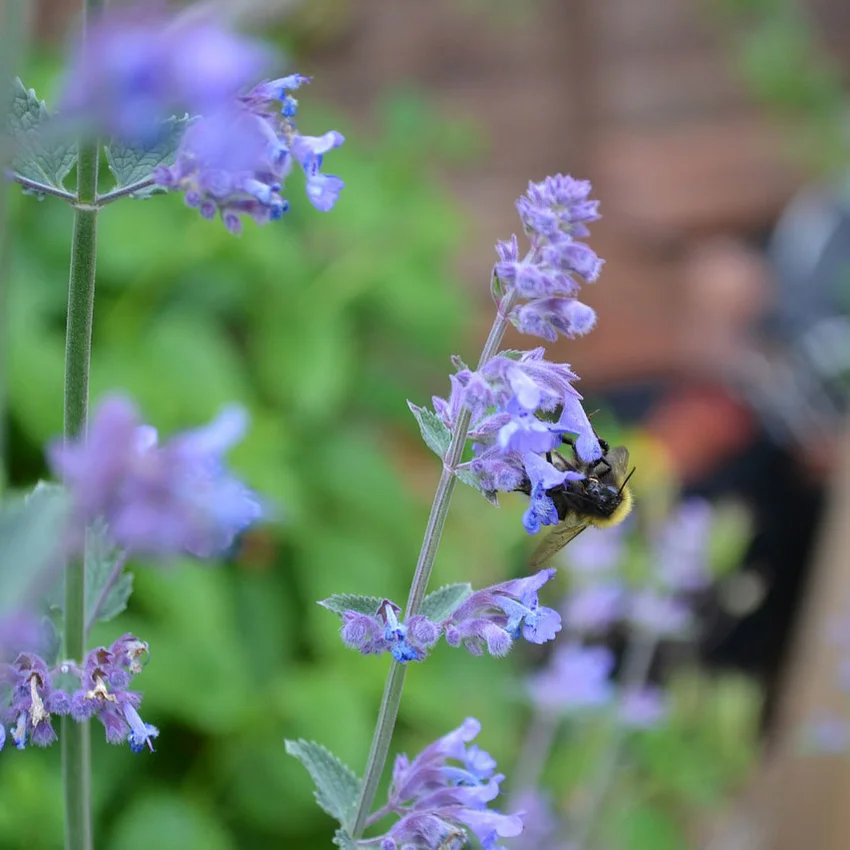 Catmint