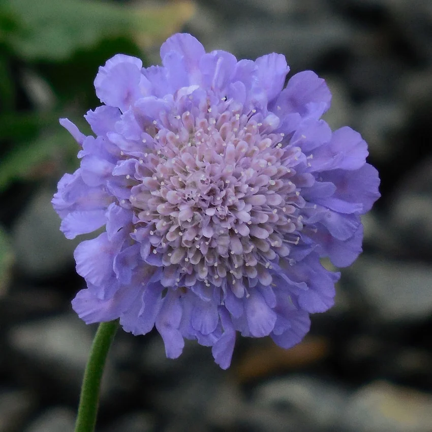 Pincushion flower
