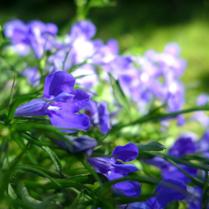 Lobelia