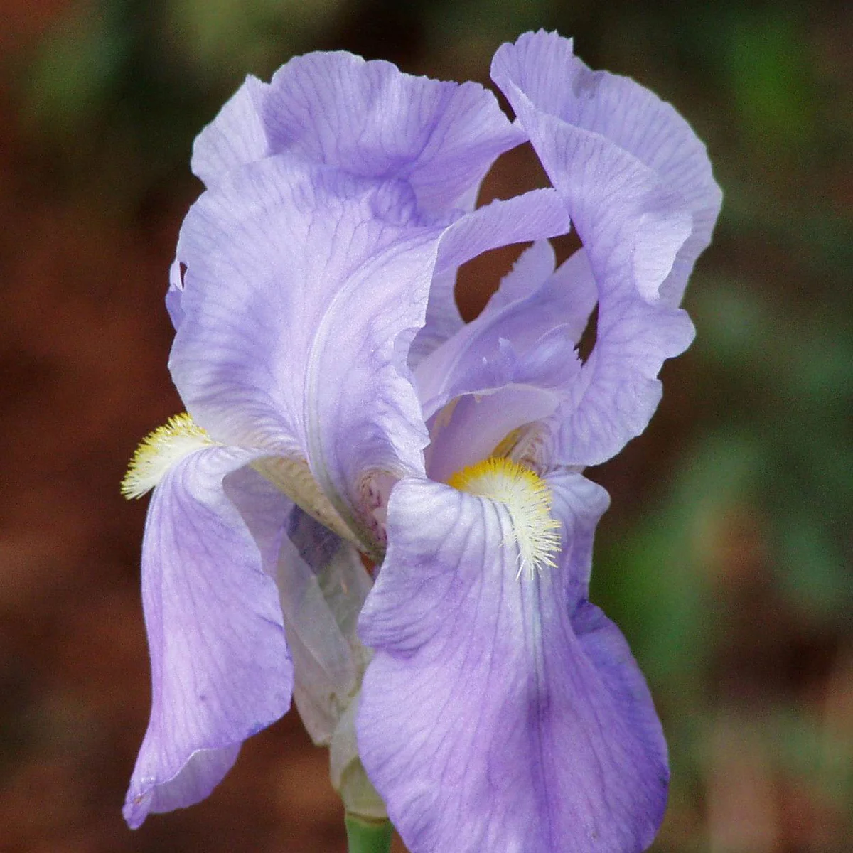 Bearded iris