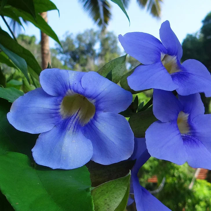 Blue skyflower