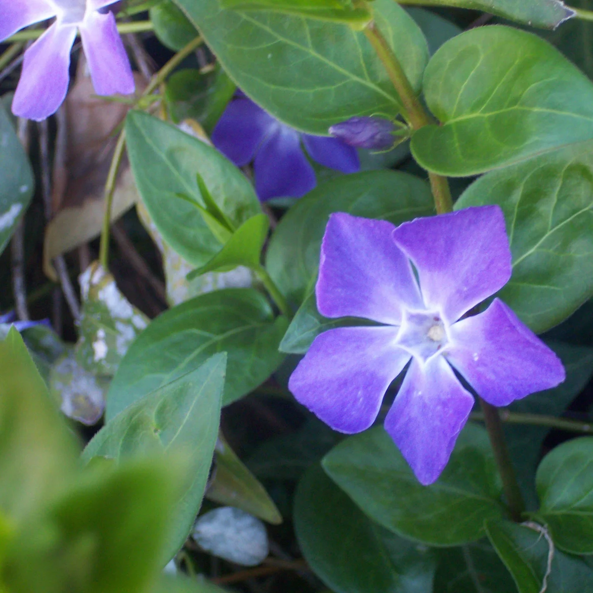 Vinca