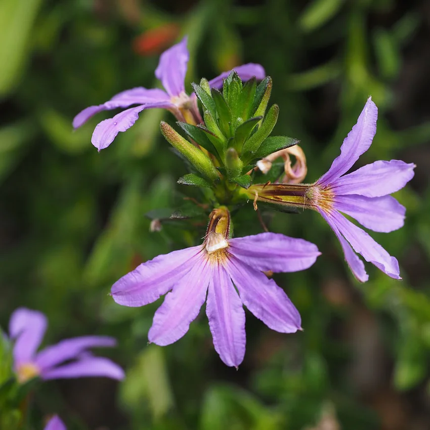 Fairy Fanflower