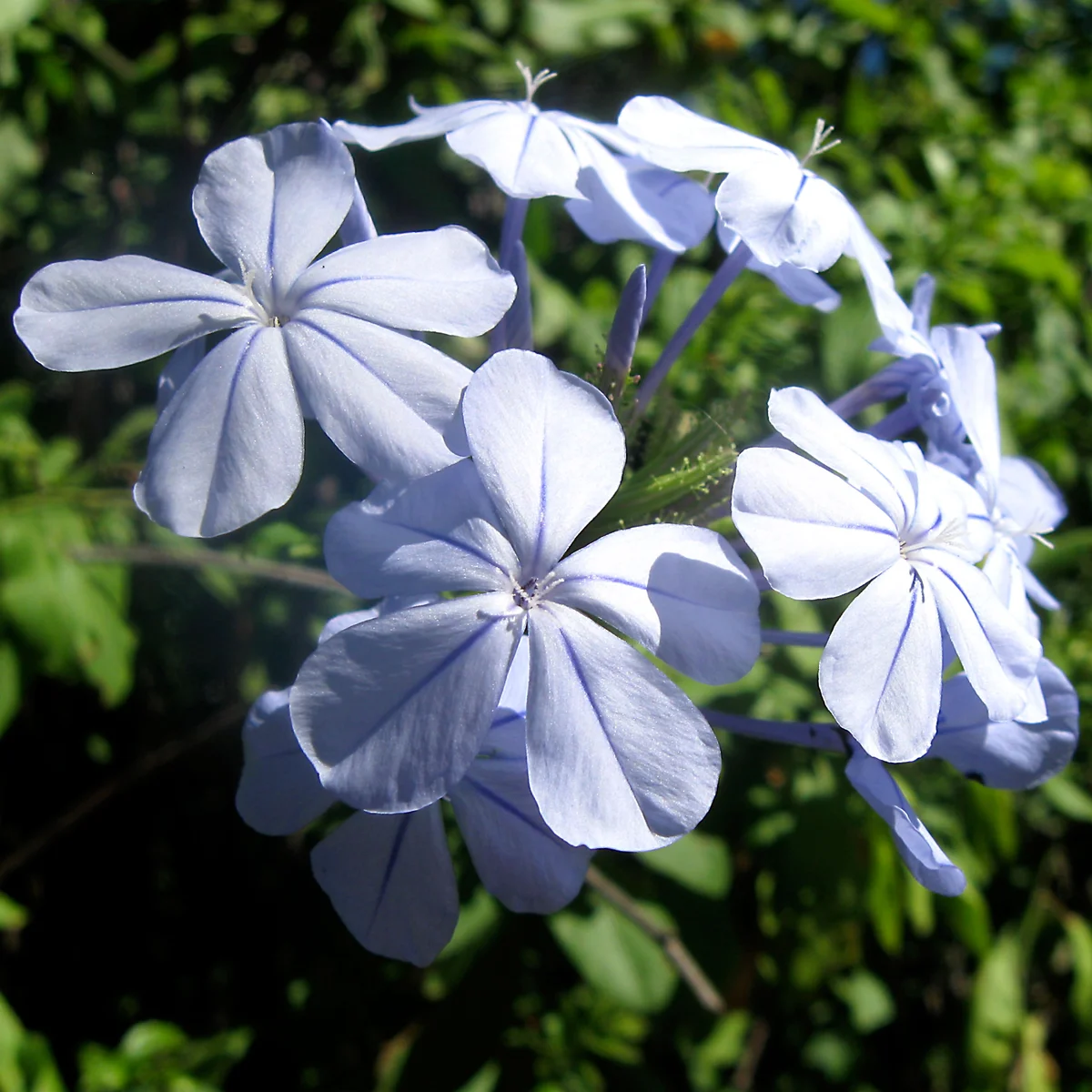 Plumbago