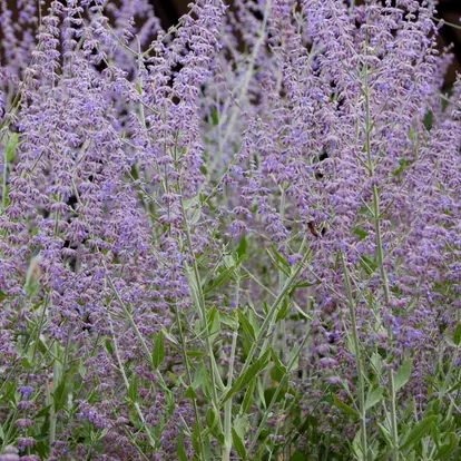 Russian sage
