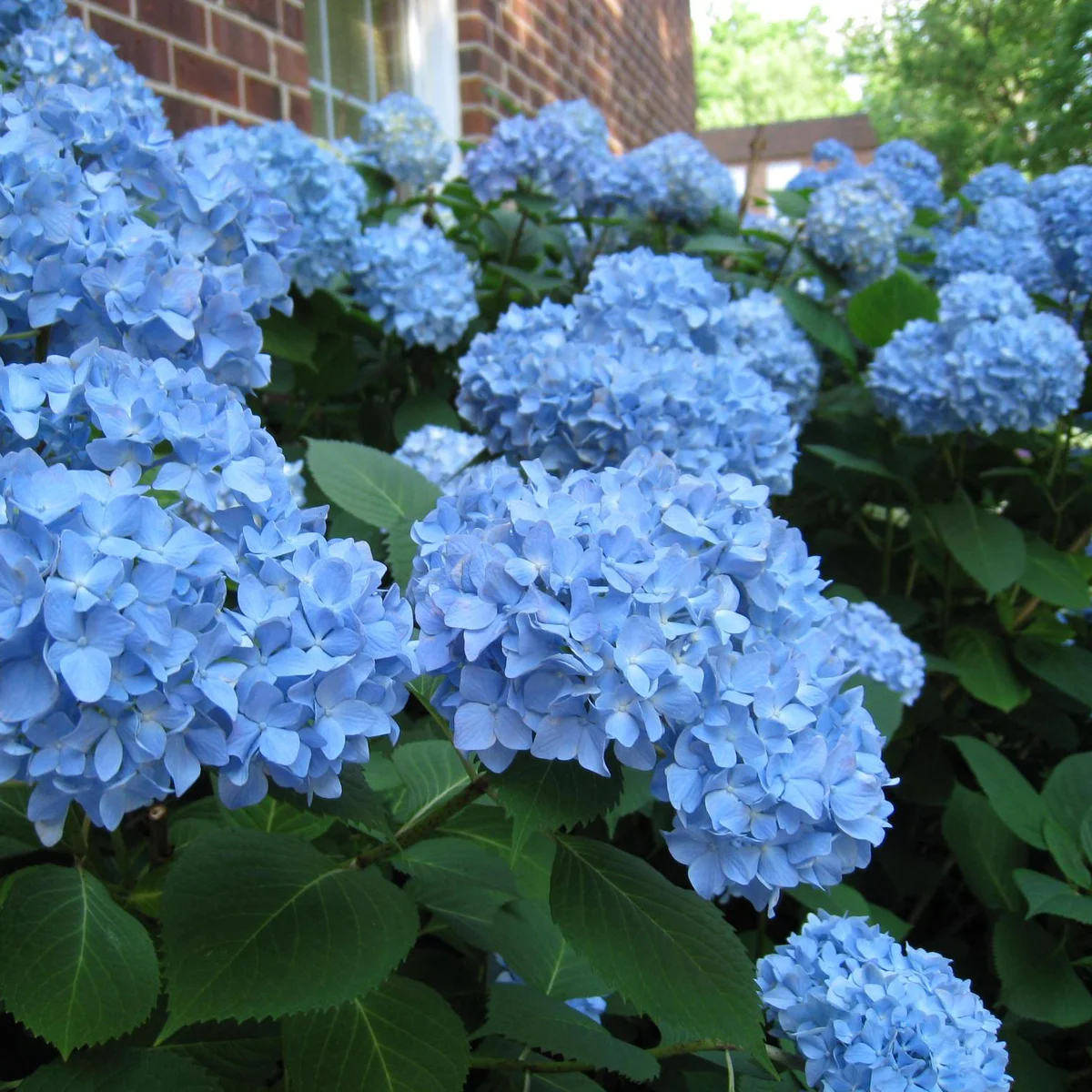Bigleaf Hydrangea