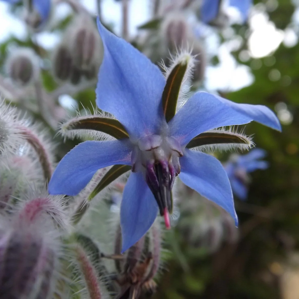 Borage